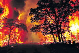 Forest fires is gradually increasing world wide