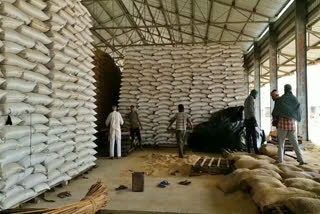 hansi grain market Millet sacks remove