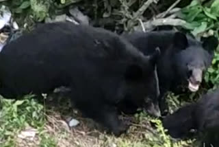 Bear attack on the Shepherd of Banikhet in Chamba