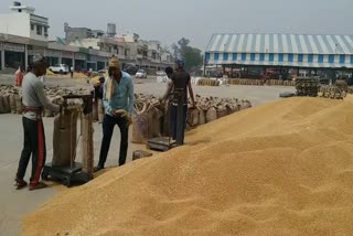 gohana grain market Crop purchase