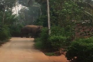 Wild Elephant Found in Sakleshpur