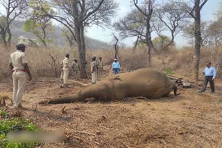 male elephant dies in Cauvery Wildlife Sanctuary