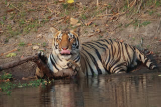 tigers-spotted-in-kanha-tiger-reserve