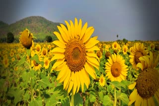 sunflower cultivation affected in deogarh need govt assistance