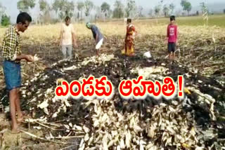 corn crop fire accident,  yellandu bhadradri district news