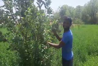 apple cultivation in Kapasan, apple cultivation in Chittorgarh