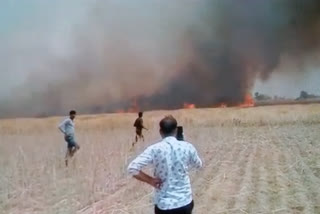 Fire in 60 bigha wheat from short circuit, no fire deterioration