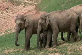 Wild elephant came down to people's land  Water crisis in idukki  Water crisis in high range  കാട്ടാനകള്‍ കൂട്ടത്തോടെ കാടിറങ്ങുന്നു  വന്യജീവി പരിപാലനം