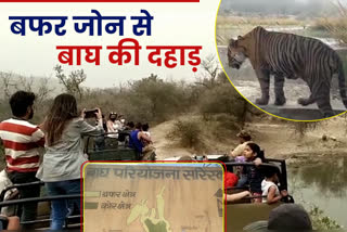 नए रूट पर सफारी कर सकेंगे पर्यटक, अलवर सरिस्का की ताजा खबर, Safari news in Sariska,  New Route in Bala Fort Buffer Zone