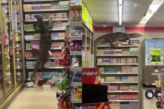 Monitor lizard goes shopping at thailand