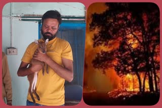 wild-animals-coming-to-residential-areas-due-to-forest-fire