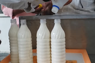Action of Food Department in Morena, 26 thousand liters adulterated milk