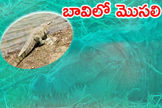 crocodile found in the farm well