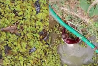 Locals rescue a Chital that fell into a well at Vandoor Vellampuram in Kerala