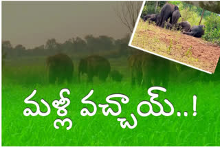 elephants in crops at jiyyammavalasa zone