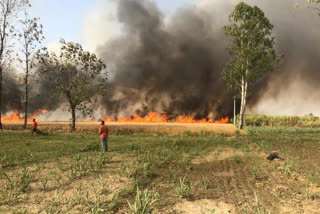 wheat crop burned