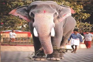അമ്പലപ്പുഴ വിജയകൃഷ്ണൻ ചരിഞ്ഞു  അമ്പലപ്പുഴ വിജയകൃഷ്ണൻ  തിരുവിതാംകൂർ ദേവസ്വം ബോർഡ്  Ambalappuzha Vijayakrishnan  Ambalappuzha Vijayakrishnan elephant died  trivandrom dewasom board