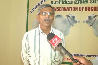 ongole breed cows development