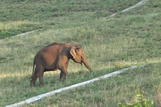 பவானிசாகர் அணையின் கரையில் சுற்றித்திரியும் ஒற்றையானை