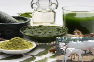 Use of Ayurveda in Veterinary Medicine