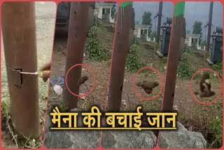 बिजली के खंभे में फंसी मैना