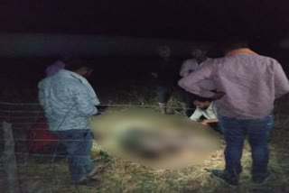 श्वानों ने किया नील गाय के बछड़े पर हमला , कोटा की ताजा हिंदी खबरें