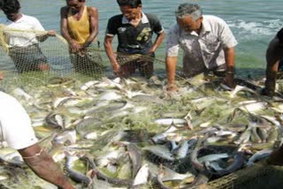 Fisheries directorate himachal pradesh