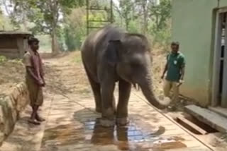 ooty-elephant-weight-checkup