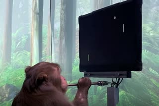Elon Musk's Neuralink says this monkey is playing Pong with its mind