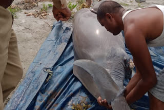 dead dolphin recovered at pandu-sadilapur ghat