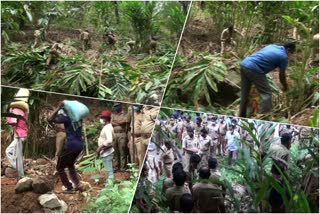 Complaint that cardamom was destroyed by forest department officials  മാങ്കുളം  ഏലം കൃഷി വനം വകുപ്പ് ഉദ്യോഗസ്ഥർ നശിപ്പിച്ചു  ഏലം കൃഷി വനം വകുപ്പ് ഉദ്യോഗസ്ഥർ നശിപ്പിച്ചതായി പരാതി  cardamom was destroyed by forest department officials  cardamom  forest department officials