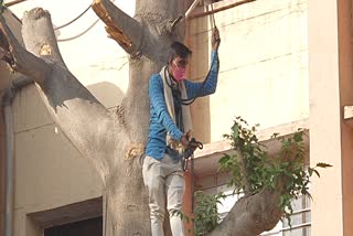 tree climbing youth, Hanumangarh district collectorate
