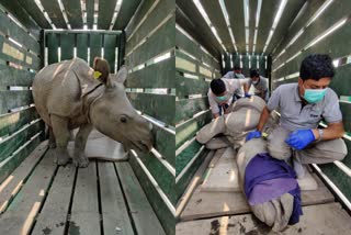 Three rhino calf to be translocated to Manas National Park