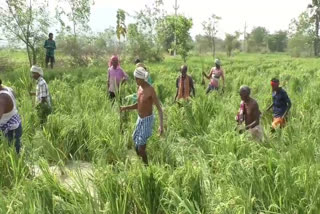 elephant damage agriculture filed in subarnapur