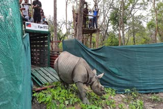 Three baby rhinos to be translocated from Kaziranga to Manas National Park