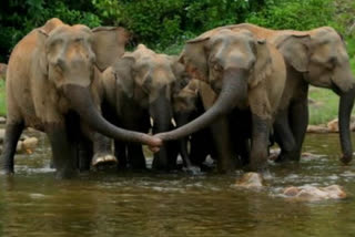 കാട്ടാനകൾ  palakkad  wild-elephant-attack  പാലക്കാട്  കാട്ടാനകൾ കാടിറങ്ങുന്നു  വരൾച്ച