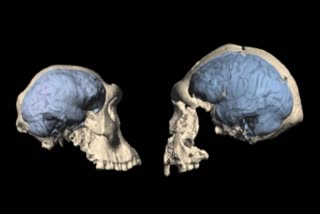 ape like brain, modern brain