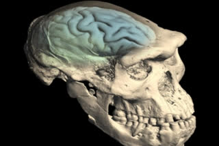 Modern Human Brain Originated 1.7 Million Years Ago In Africa