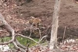 Tigress Kajari came to drink water, tourists took pictures in Tiger Safari