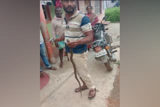 snake rescued in chikkmagalur