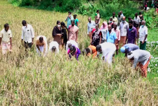 kolavayal  Kolavayal agricultural development Committee s  കൊളവയൽ കാര്‍ഷിക വികസന സമിതി  നെല്‍കൃഷി