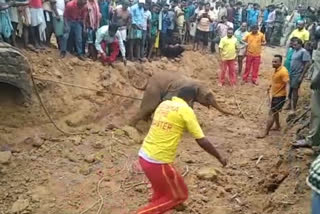 elephant calf  Bisusola village  കിണറിനുള്ളിൽ വീണ കുട്ടിയാന  elephant calf fell into well  കുട്ടിയാന  കിണറ്റിൽ വീണ ആന