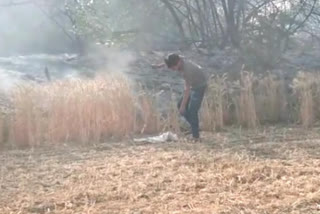 Bhiwaani About ten acres of wheat crop burnt to ashes due to fire