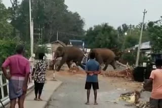 two-wild-elephants-roam-in-front-of-bhavani-sagar-dam