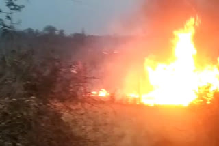 Fire in nursery of forest department