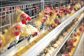 Danger to nutrition due to increased the Chicken rates