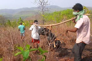 Missing girl's body found in Musabani's Surda forest, fiance's body was found from Jagatpur railway track