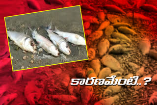 Two tons of fish die in sujatha nagar in bhadradri kothagudem district