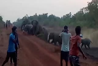 হাতির দল ঢুকেছে কেশিয়ারি ব্লকে