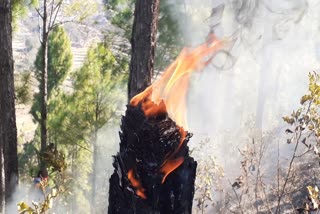 blazing-forests-in-uttarakhand-may-increase-human-wildlife-conflict